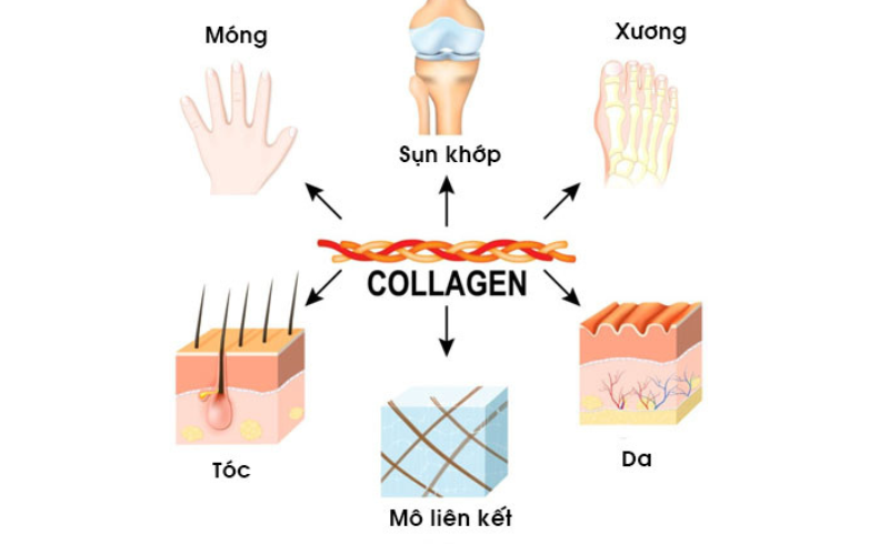 Theo đó trong cơ thể, da có 70 - 80%, xương có 33%, sụn là 60%. Dây chằng và gân gần như hoàn toàn là collagen.
