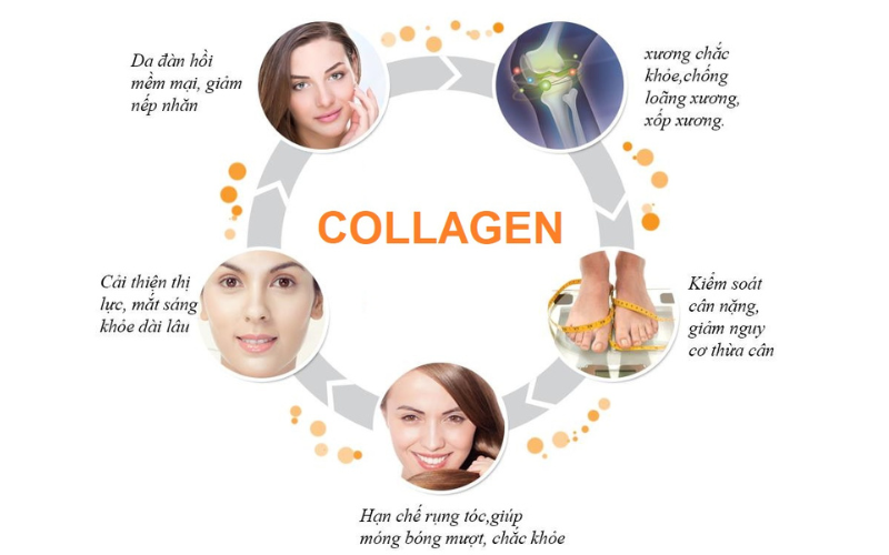 Vì có mặt trong toàn bộ cơ thể, collagen có tác dụng tăng sự đàn hồi da, chống lão hóa da, nhanh lành sẹo, tăng cường hệ miễn dịch, giúp xương, tóc, móng, răng chắc khỏe, giảm biến chứng ở xương, sụn, phòng ngừa loãng xương.
