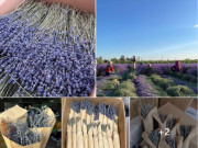 Tiêu dùng - Loại hoa đặc trưng ở Pháp bỗng có giá rẻ bất ngờ, chỉ từ 39.000 đồng/bó