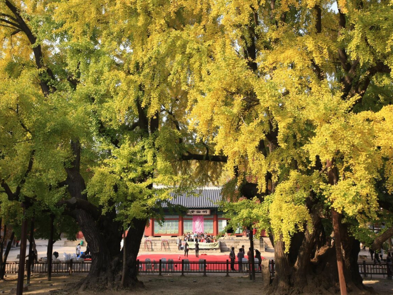 Mùa thu là thời điểm du lịch Hàn Quốc thu hút du khách nhất. Một phần bởi thời tiết mát mẻ mà vẫn chưa quá lạnh, một phần là nhiều người muốn ngắm nhìn mùa ngân hạnh trải lá vàng tuyệt đẹp.
