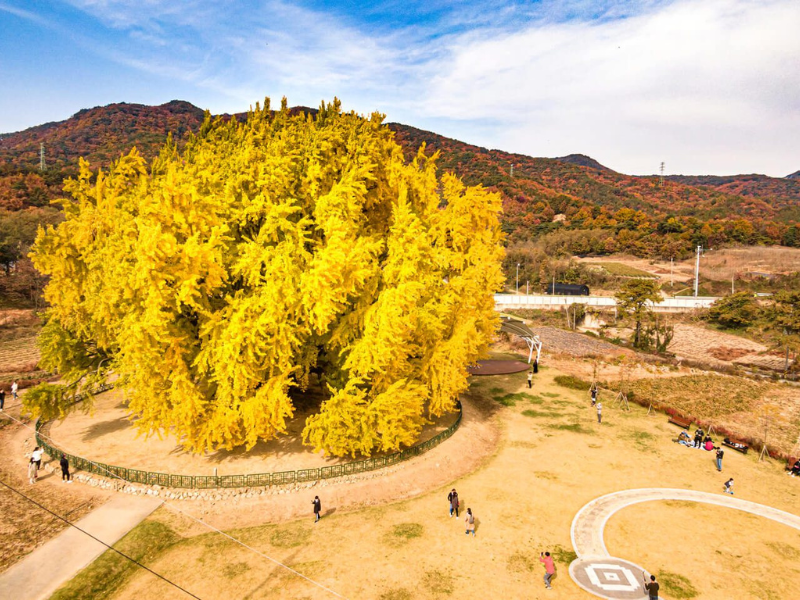 Cây ngân hạnh hơn 800 năm tuổi chuyển lá vàng rực cả một góc trời ở thành phố Wonju, tỉnh Gangwon (Hàn Quốc) lại thu hút sự chú ý của du khách và cả cư dân mạng.
