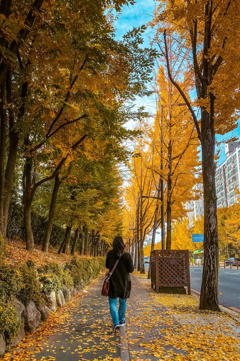 Đừng bỏ lỡ mùa đẹp nhất tại Hàn Quốc các bạn nhé!
