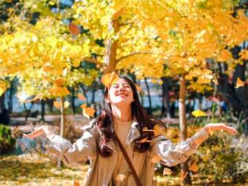 Đến Hàn Quốc ngắm loài cây có từ thời tiền sử, màu sắc rực rỡ không thể rời mắt