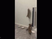 Clip Eva - Clip: Kỳ lạ mèo leo tường như người nhện