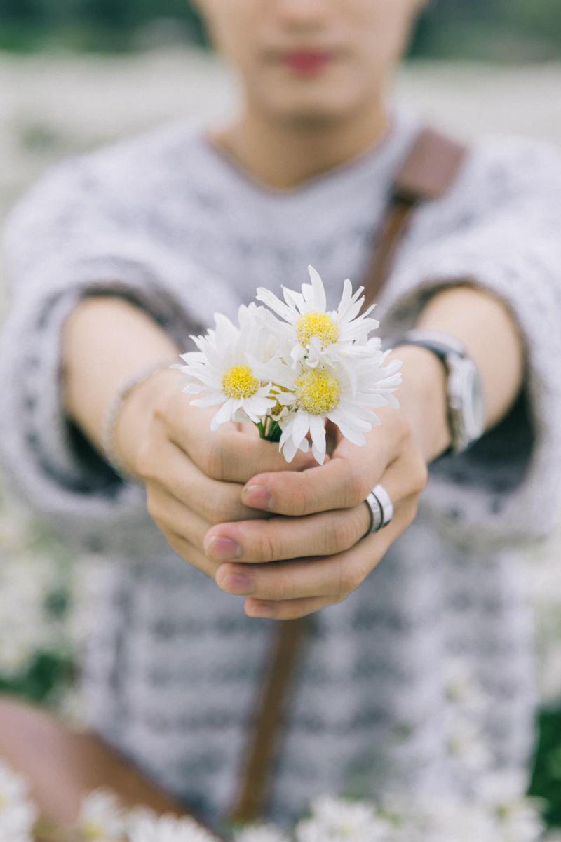 Những người chăm vườn đã tìm hiểu và nắm được kỹ thuật cũng như đặc tính của cây để tạo nên những bông cúc họa mi to, cánh dày và đẹp, nở đồng đều. 
