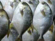 Clip Eva - Loại cá giàu dinh dưỡng, hỗ trợ điều trị suy nhược, mất ngủ, giá lại rẻ bèo, bán đầy chợ Việt