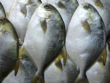 Loại cá giàu dinh dưỡng, hỗ trợ điều trị suy nhược, mất ngủ, giá lại rẻ bèo, bán đầy chợ Việt