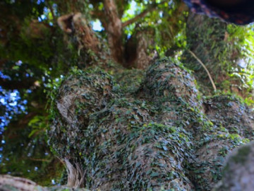 Cây trôi hàng trăm năm tuổi ở Hà Tĩnh