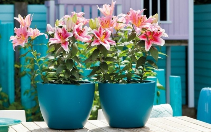 1. Hoa ly

Hoa ly thường được trồng bằng củ, nên trồng trước Tết nguyên đán khoảng 3 tháng. Nếu bây giờ trồng hoa ly, hoa sẽ nở bung rực rỡ vào đúng dịp Tết.

