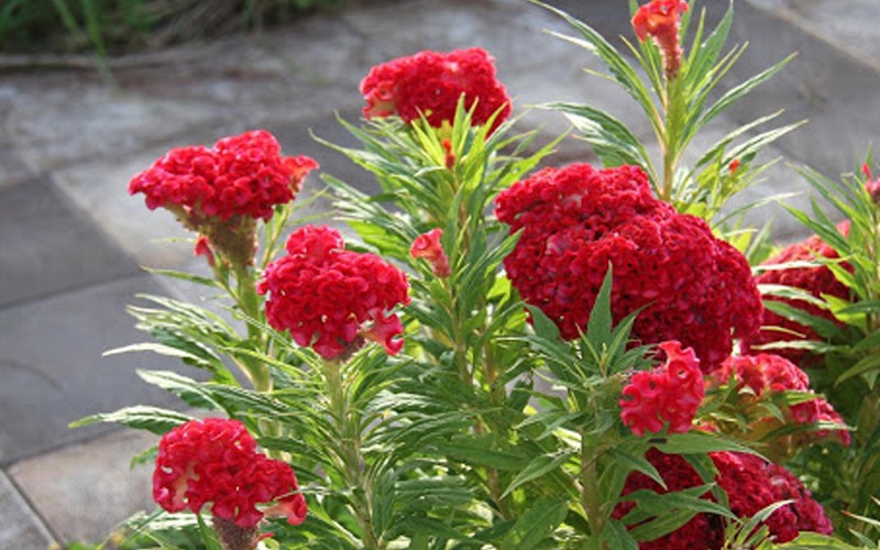 6. Hoa mào gà

Hoa mào gà có màu đỏ rực, mang đến sự thịnh vượng, tài lộc cho gia chủ. Nếu thích dùng hoa này để chưng Tết, bạn nên trồng từ tháng 10-11 âm lịch.
