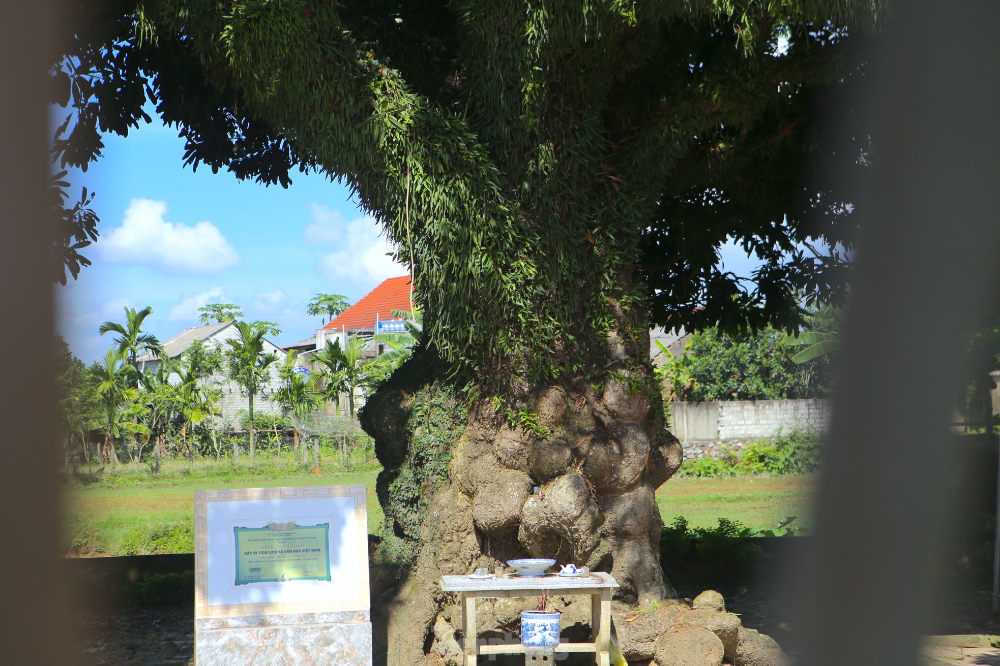 Theo lãnh đạo xã Hoà Lạc, trong thời kỳ chiến tranh, dưới tán cây trôi đã diễn ra nhiều cuộc họp trọng đại bàn việc nước, việc làng của các bậc cao niên trong vùng về kế hoạch chống kẻ địch xâm lược...