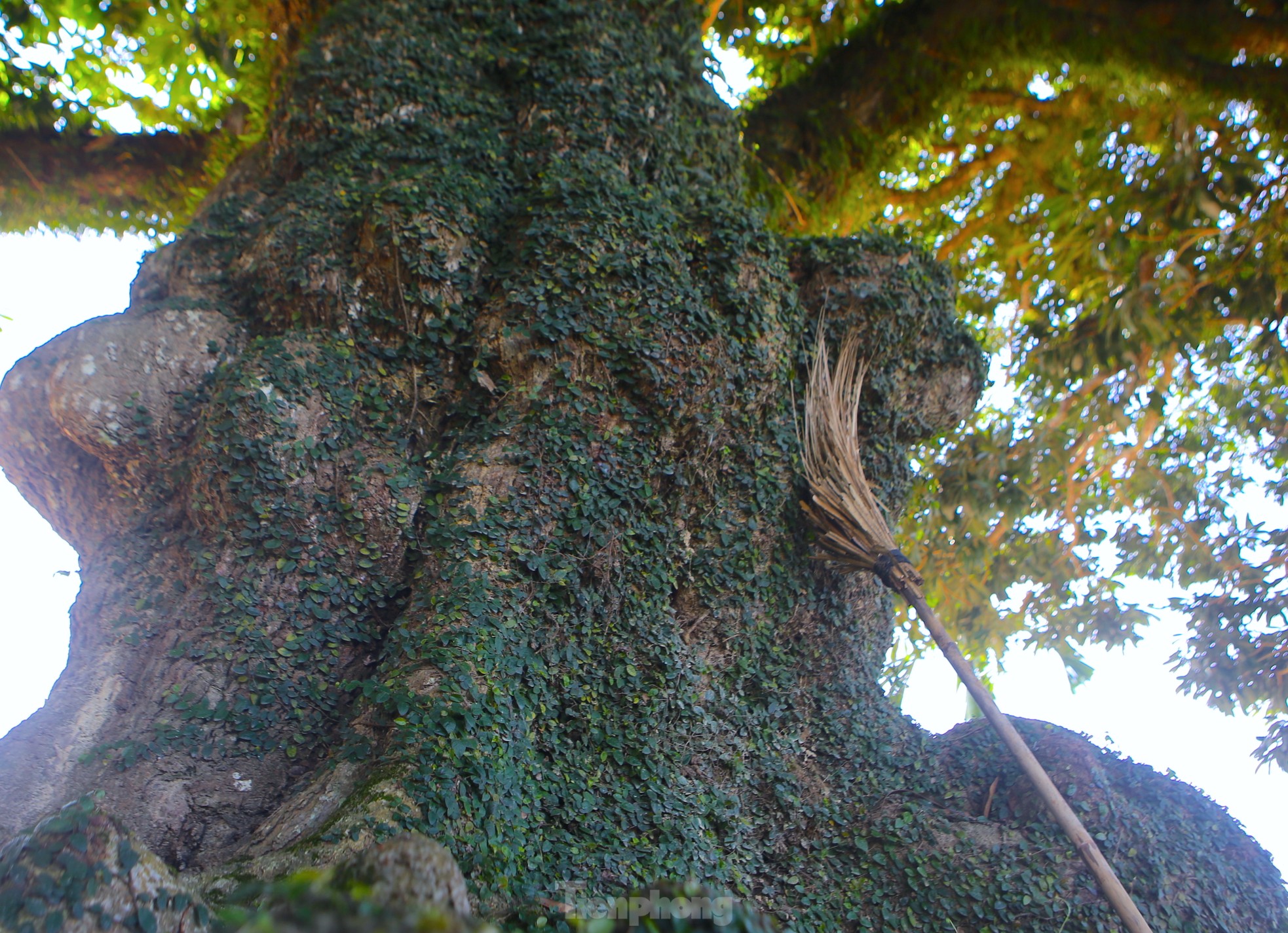 Cây có chiều cao khoảng 27m, phần tán rộng 30m. Đặc biệt, phần thân cây có rất nhiều ụ nổi, lớp vỏ sần sùi, rêu xanh phủ kín từ gốc đến cành cây.