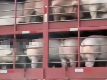 Hí hửng đặt thử đơn hàng 0 đồng qua mạng, người phụ nữ sững sờ khi nhận món hàng ngoài sức tưởng tượng