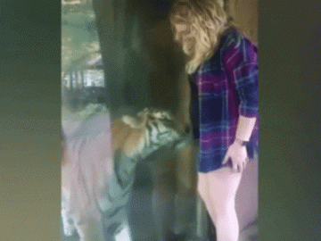 Clip: Phát hiện người phụ nữ mang thai, hổ dữ có phản ứng kỳ lạ