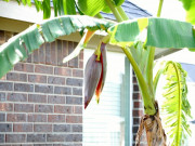 Nhà đẹp - Trồng cây chuối trước nhà có được không? 10 người thì 9 người trả lời sai