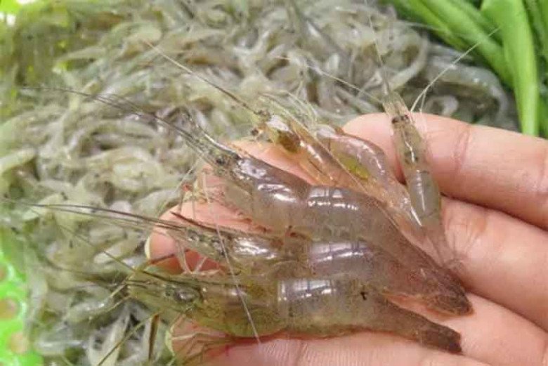 Nhiều người cho rằng mới sinh con không được ăn những thực phẩm này vì dễ bị hậu sản. (Ảnh minh họa)