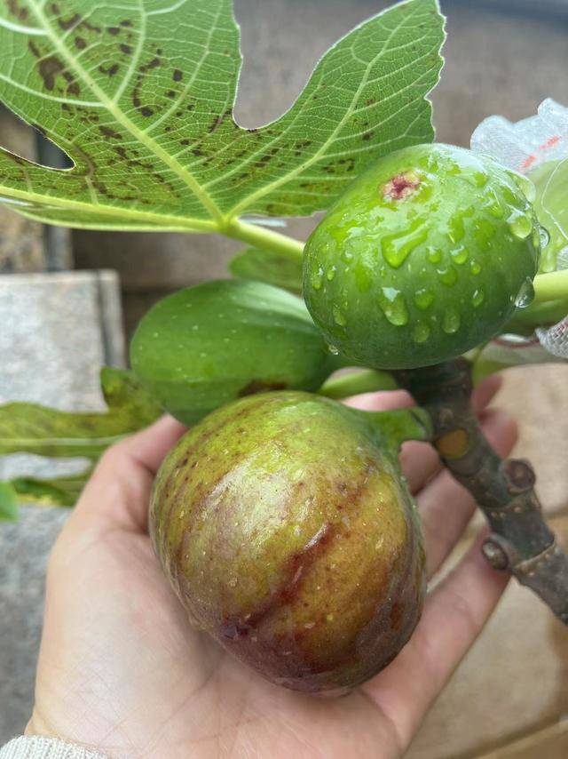 Trồng cây này vừa chiêu tài gọi lộc vừa cho quả ngọt, cắm cành vào đất liền bén rễ - 2