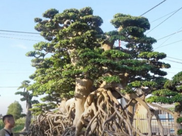 3 người đàn ông Việt sở hữu cây cổ nghìn năm tuổi, khách trả giá hàng chục tỷ đồng vẫn không bán