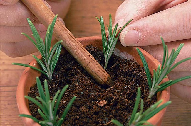 Cách trồng cây hương thảo đơn giản tại nhà ai cũng trồng được - 2