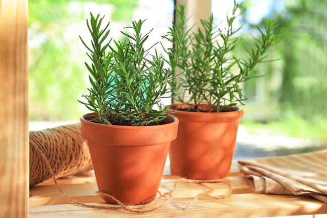 Cách trồng cây hương thảo đơn giản tại nhà ai cũng trồng được - 6