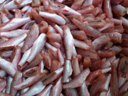 Lifestyle - Loại cá xưa đầy ít người biết, giờ thành đặc sản được người thành phố "săn lùng" vì bổ dưỡng, 180.000 đồng/kg