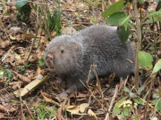 Tiêu dùng - Thứ xưa không ai ăn, giờ lên bàn ăn ở nhà hàng thành đặc sản nổi tiếng và bổ dưỡng, 800.000 đồng/kg