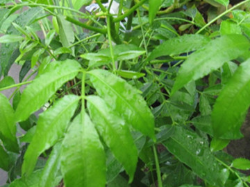 Loại lá xưa đầy không ai ăn, giờ thành đặc sản được chị em ưa chuộng, 70.000 đồng/kg