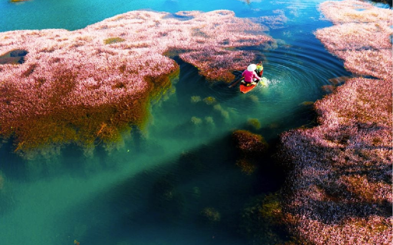 9. Hồ Tảo Hồng: là một hồ nước nhân tạo thu hút bởi những rặng tảo hồng được tô đậm trên nền nước xanh ngọc bích, cảnh sắc Hồ Tảo Hồng tựa như bức tranh thủy mặc đậm chất trữ tình, để lại cảm xúc khó quên khi ghé thăm.
