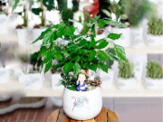 Nhà đẹp - Cách trồng cây hạnh phúc đúng kỹ thuật, mang lại may mắn, tài lộc