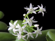 Nhà đẹp - Cách trồng cây ngọc bích từ lá, thân trong chậu đẹp xanh tốt, mang tài lộc về nhà