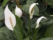 Nhà đẹp - Cách trồng cây lan ý đơn giản, dễ dàng tại nhà hoa nở to đẹp