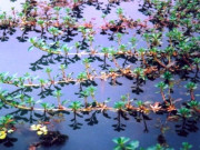 Tiêu dùng - Cây dại cắm xuống đất là lên tua tủa, mọc vô tội vạ ở ao hồ, giờ lên đời thành đặc sản 100.000 đồng/kg