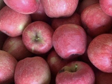 Táo đá Hà Giang thực chất là táo Trung Quốc có độc hại không?