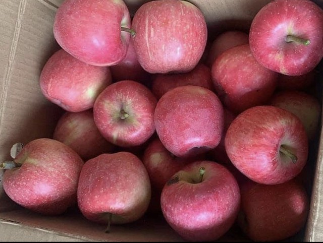 Táo đá Hà Giang thực chất là táo Trung Quốc có độc hại không?