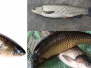 Clip Eva - Những loại cá tốt cho sức khoẻ của gan, giá cả phải chăng, bán đầy chợ Việt