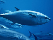 Clip Eva - Một trong số những loại cá đắt nhất thế giới, thơm ngon, bổ dưỡng nhưng không phải ai cũng có tiền để ăn