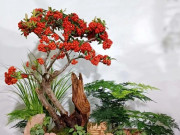 Nhà đẹp - Phòng khách nhà giàu thường có 3 loại hoa này, vừa đẹp vừa sang, trồng một chậu sáng rực cả góc phòng