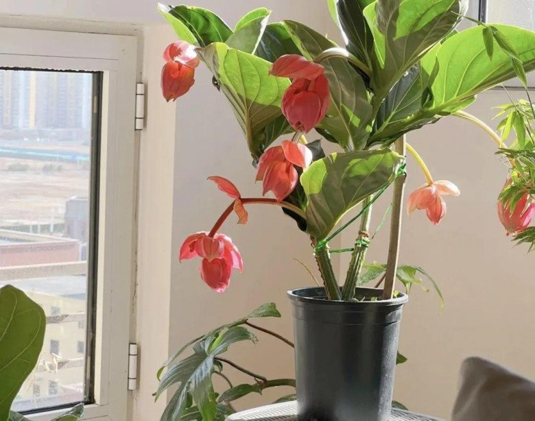 Phòng khách nhà giàu thường có 3 loại hoa này, vừa đẹp vừa sang, trồng một chậu sáng rực cả góc phòng - 3