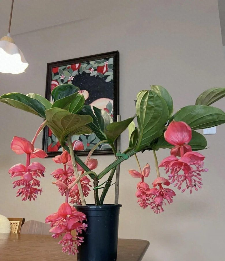 Phòng khách nhà giàu thường có 3 loại hoa này, vừa đẹp vừa sang, trồng một chậu sáng rực cả góc phòng - 1