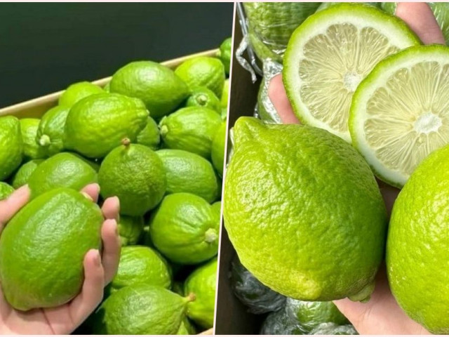 Chanh Quảng Đông đang được săn lùng, giá cao nhưng vẫn bán “đắt như tôm tươi”