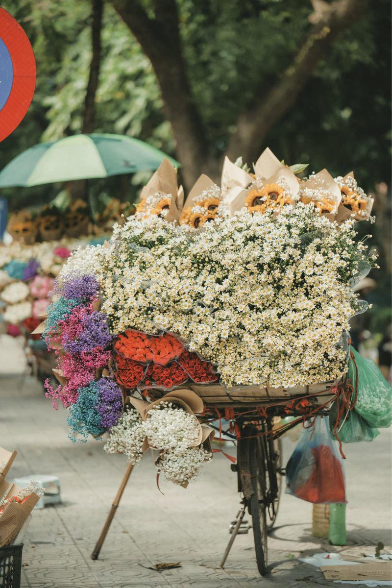 Cúc họa mi đã trở thành nét đẹp duyên dáng trong thời điểm giao mùa từ Thu sang Đông ở Hà Nội.

