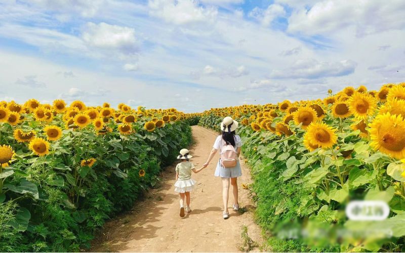 Không chỉ đẹp, hoa dã quỳ cũng nhiều ý nghĩa trong tình yêu và cuộc sống. Do đó mà bất kì đối tượng nào cũng có thể khoe sắc và ngầm thể hiện thông điệp của bản thân thông qua những bức ảnh 'sống ảo'.
