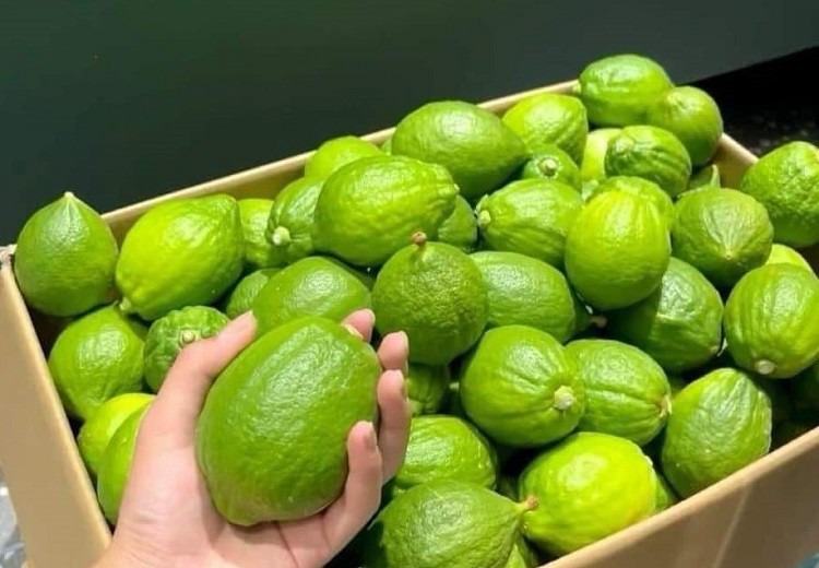 Nguyên liệu chính để làm trà chanh giã tay là chanh tươi Quảng Đông (Trung Quốc). Ảnh: Người Đưa Tin Pháp Luật