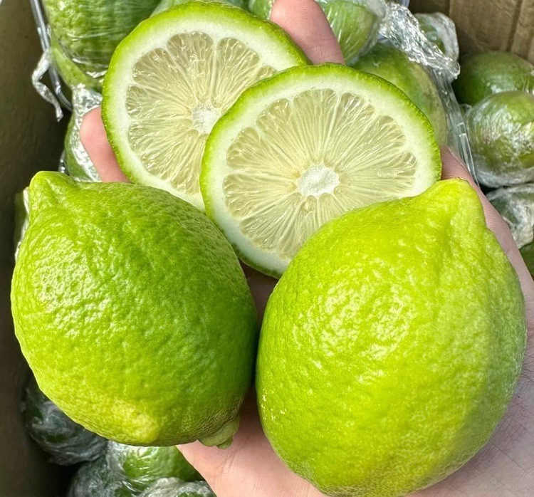 Chanh tươi Quảng Đông có giá từ 50.000-100.000 đồng/kg tùy thời điểm. Ảnh: Người Đưa Tin Pháp Luật