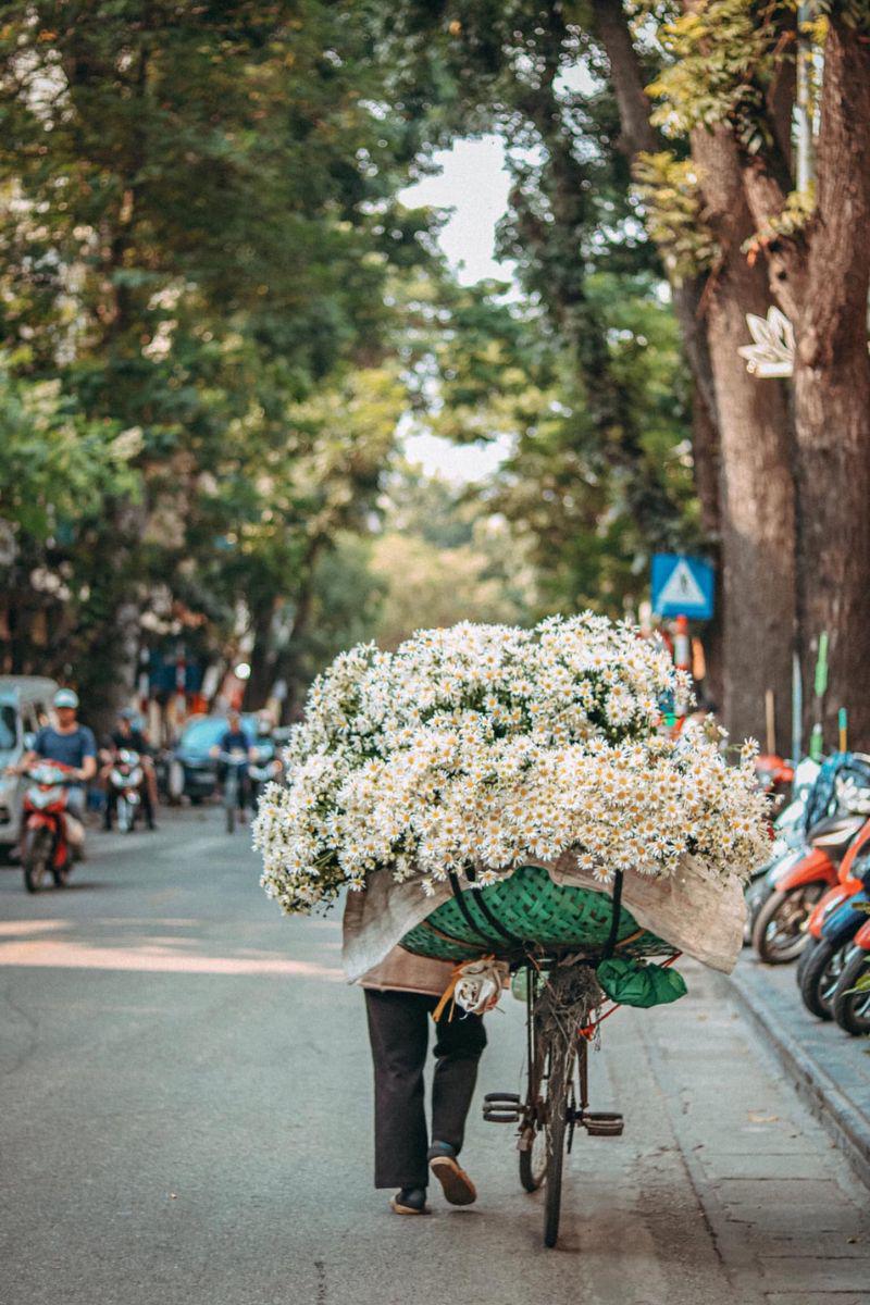 Những chiếc xe hoa chở đầy cúc họa mi thanh thuần cũng là một "đặc sản" mà bạn không thể bỏ lỡ khi đến với Hà Nội thời gian này.
