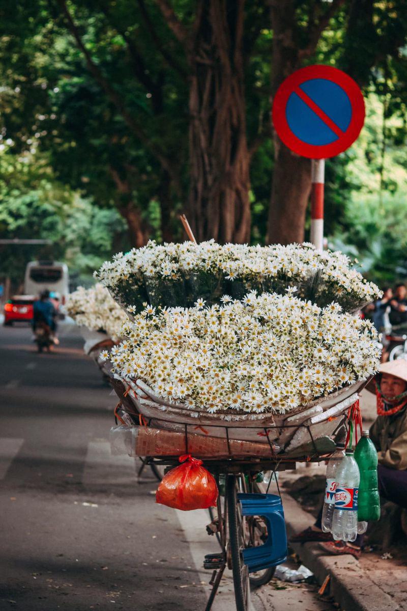 Chẳng ai có thể cưỡng lại sự xinh xẻo của loài hoa đẹp bình dị mà vô cùng thuần khiết này.
