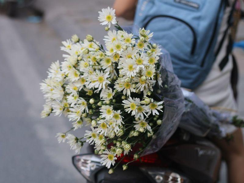 Cúc hoạ mi được trồng ở các vườn hoa lớn của Hà Nội như Tây Tựu, Nhật Tân.
