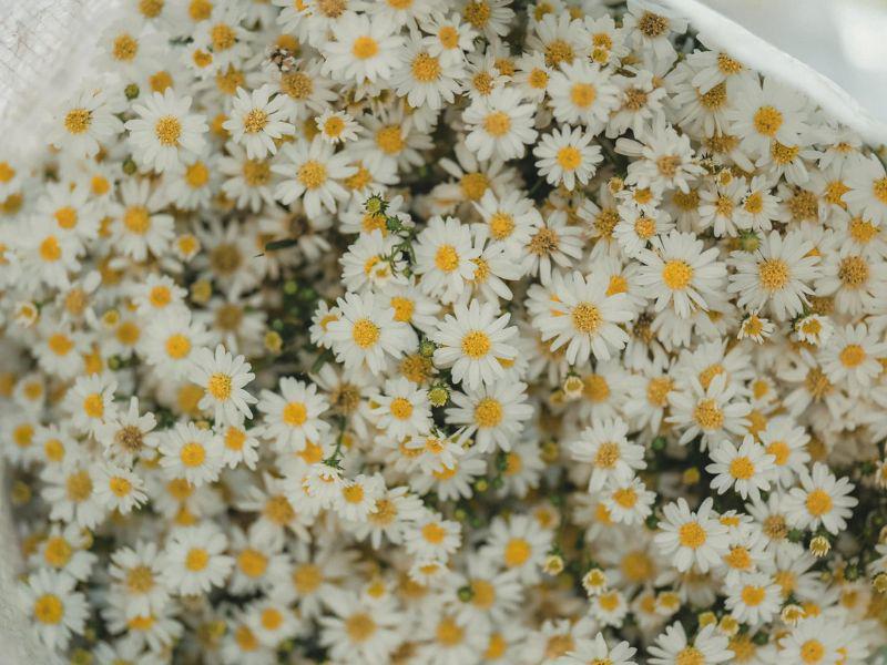 Cúc hoạ mi là loài hoa nhỏ, có nhiều cánh trắng ngần, từ giữa tỏa ra như hình nan hoa quanh một nhụy vàng tươi.
