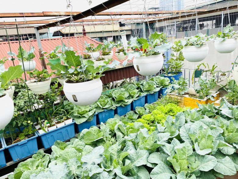 Mẹ đảm Hà Nội mát tay xây vườn trên sân thượng, có vụ thu hoạch cả trăm cân dưa lưới - 5