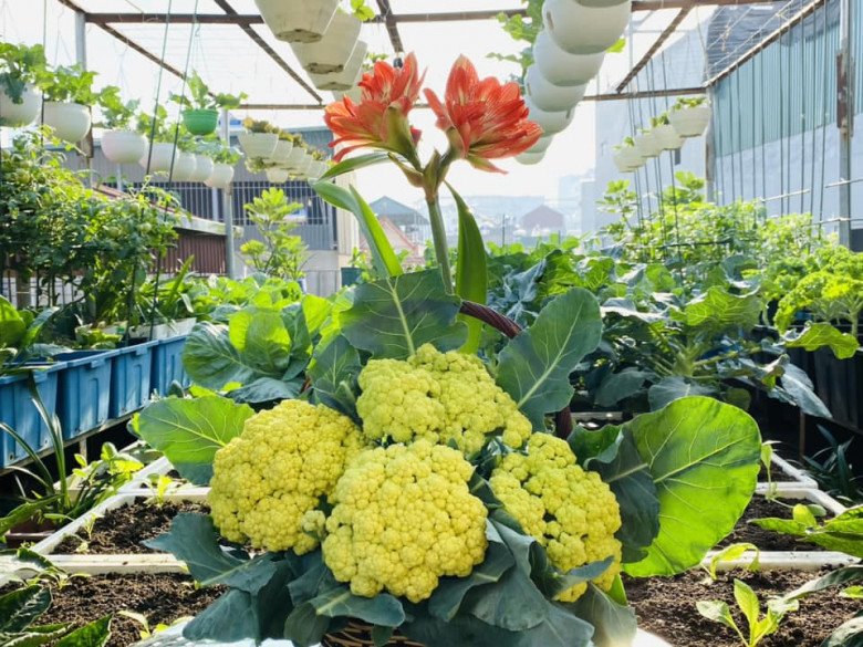 Mẹ đảm Hà Nội mát tay xây vườn trên sân thượng, có vụ thu hoạch cả trăm cân dưa lưới - 4